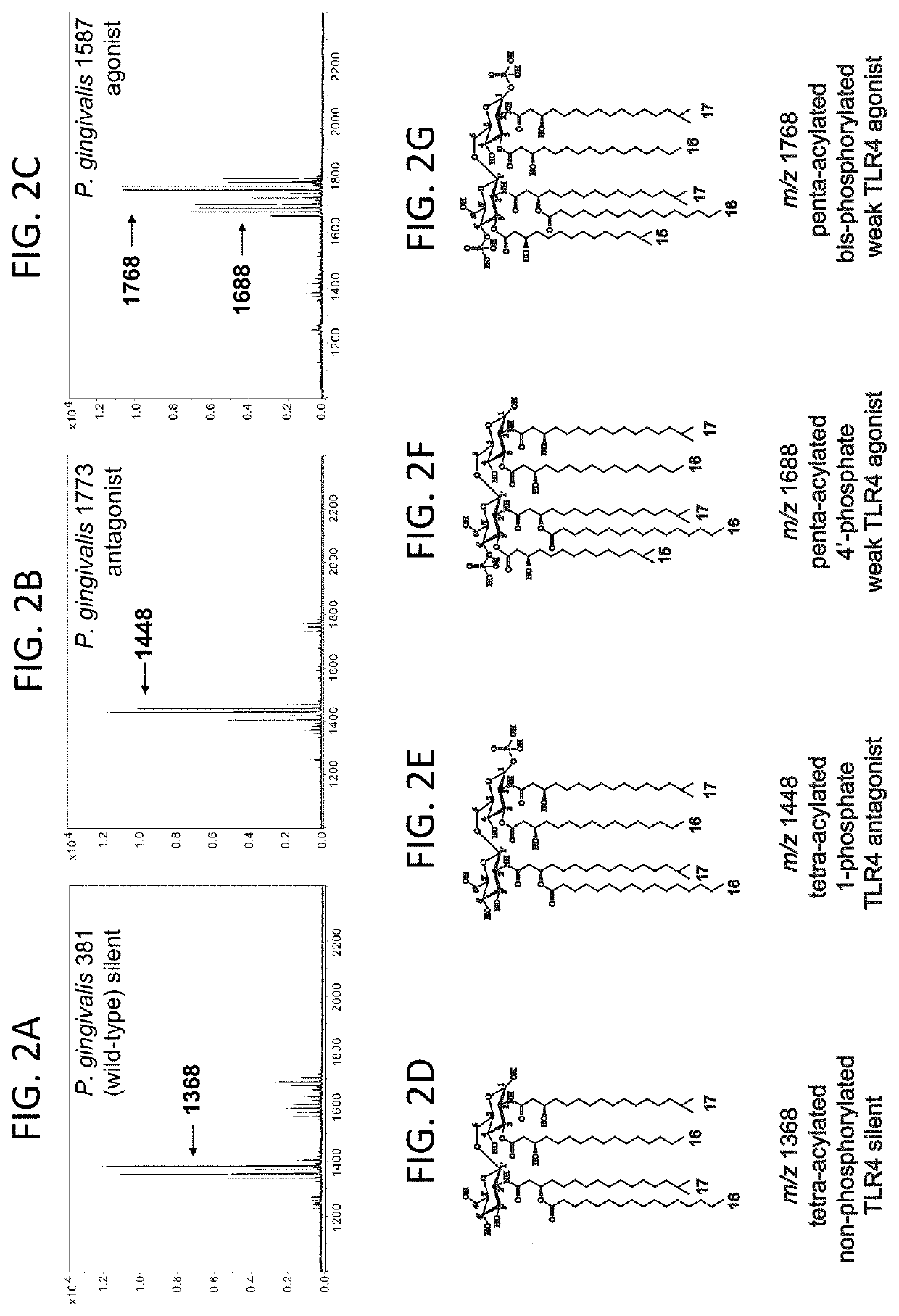 Porphyromonas gingivalis immune modulators and uses thereof