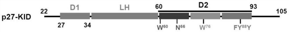 Small molecules binding cyclin-dependent kinase inhibitor 1b(p27kip1)