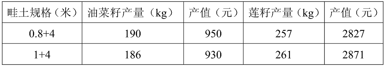 Relay intercropping method of seed lotus and rape