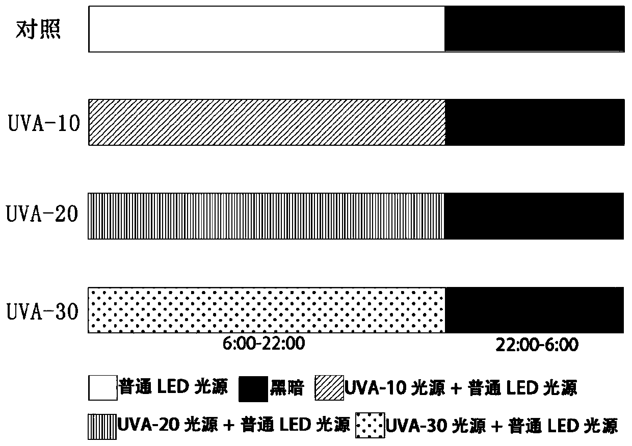 Method for improving yield and quality of leafy vegetables in plant factory through low-dosage long-wave ultraviolet light