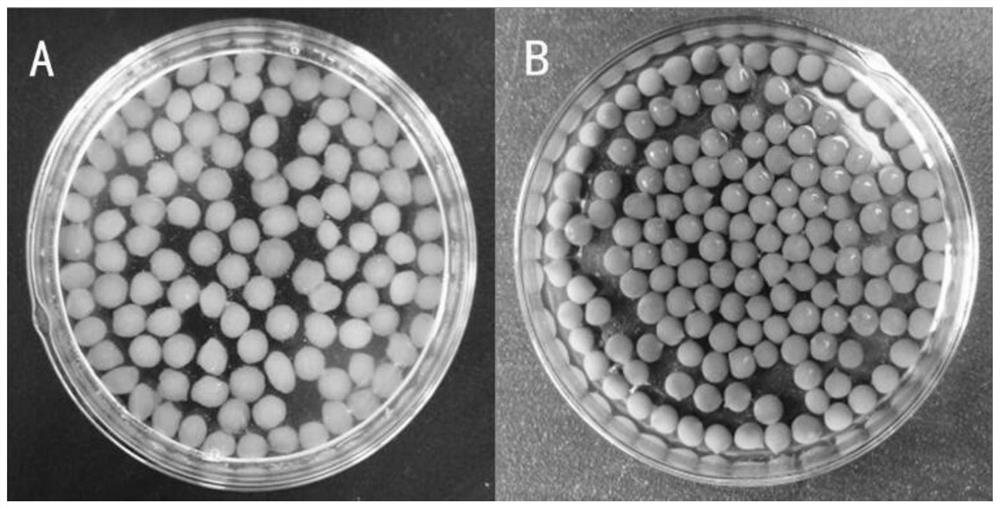 Preparation method of nano-silver/diatomite/calcium alginate composite antibacterial hydrogel microspheres
