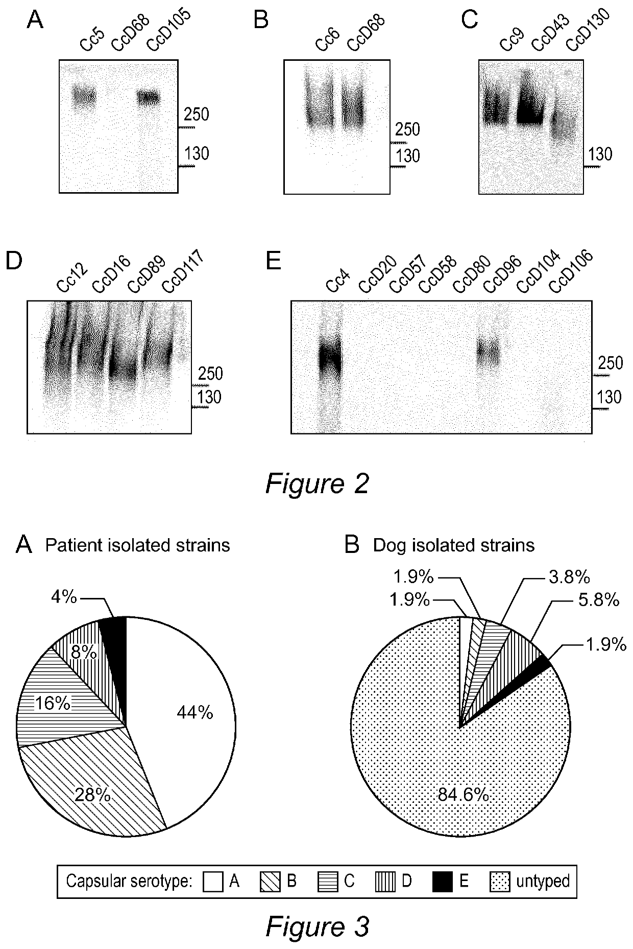 Methods for detecting c. canimorsus capsular serotypes in a sample