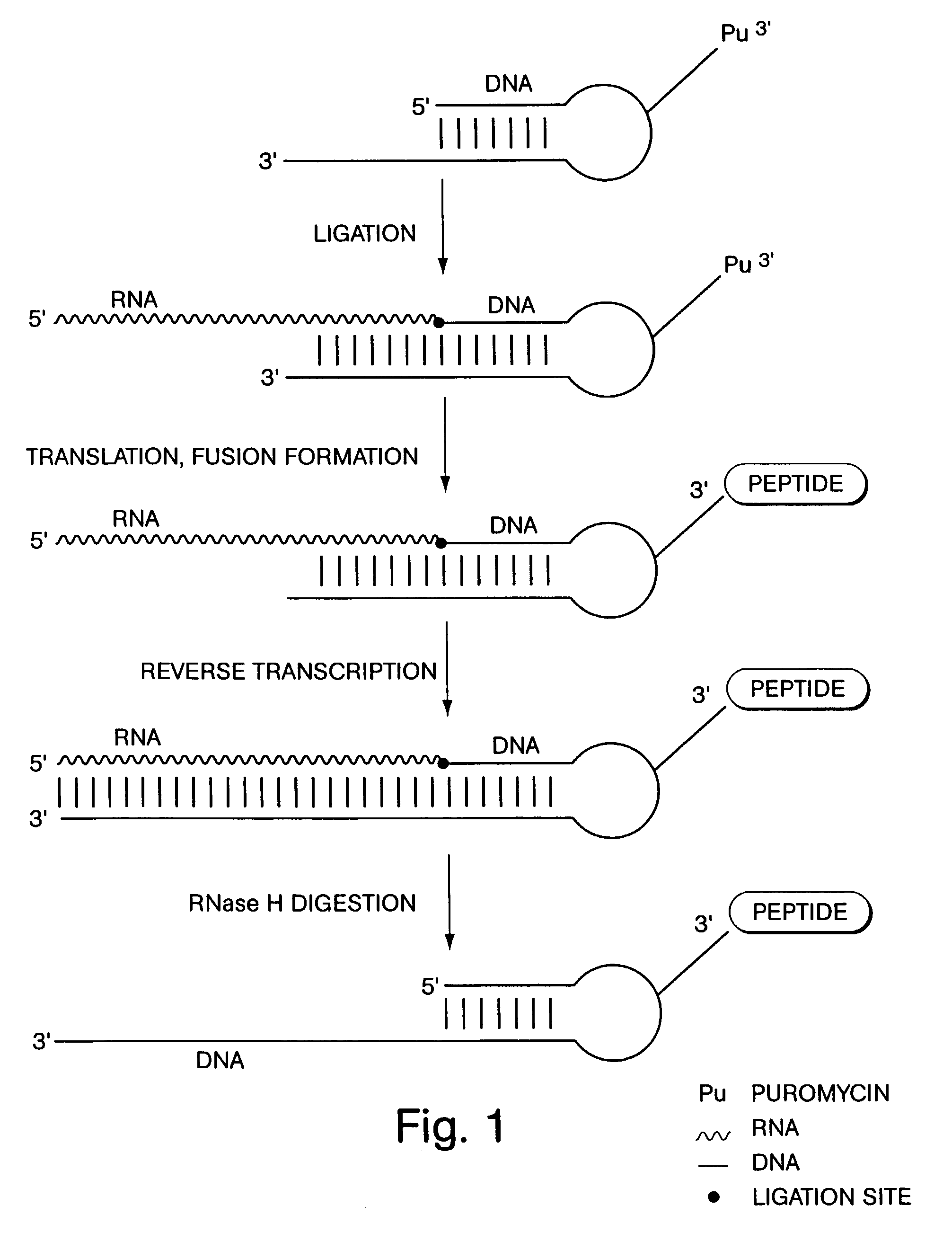 DNA-protein fusions and uses thereof