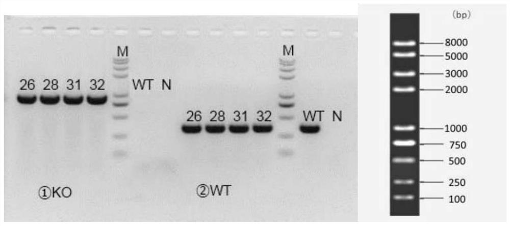 Construction method of Cyp1a1 gene knockout mouse model and application of Cyp1a1 gene knockout mouse model in sepsis