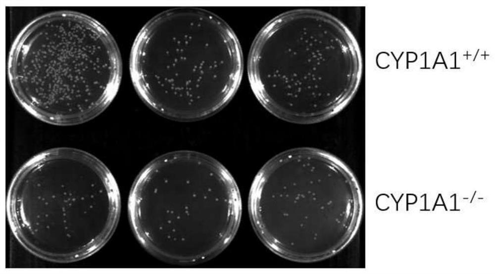 Construction method of Cyp1a1 gene knockout mouse model and application of Cyp1a1 gene knockout mouse model in sepsis