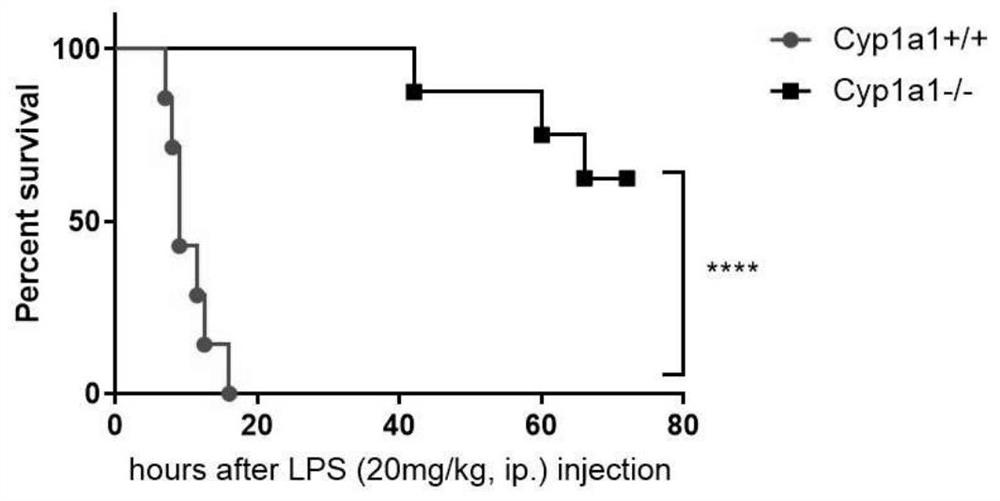 Construction method of Cyp1a1 gene knockout mouse model and application of Cyp1a1 gene knockout mouse model in sepsis