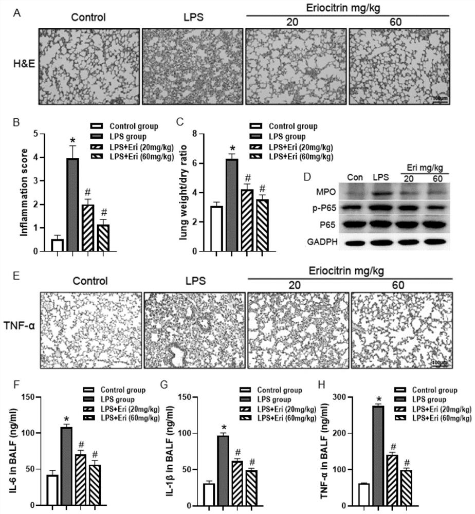 Application of eriocitrin in preparation of LPS-induced sepsis acute lung injury protection medicine