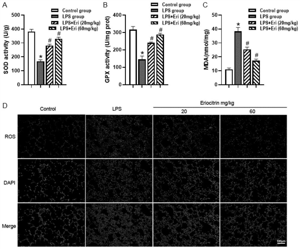 Application of eriocitrin in preparation of LPS-induced sepsis acute lung injury protection medicine