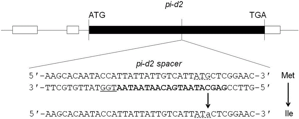 Artificial carrier system with site-specific mutagenesiss and site-specific mutagenesis method