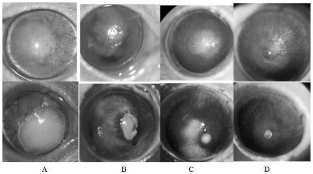 Pharmaceutical composition for corneal tissue repair of insulin nano system and application of pharmaceutical composition