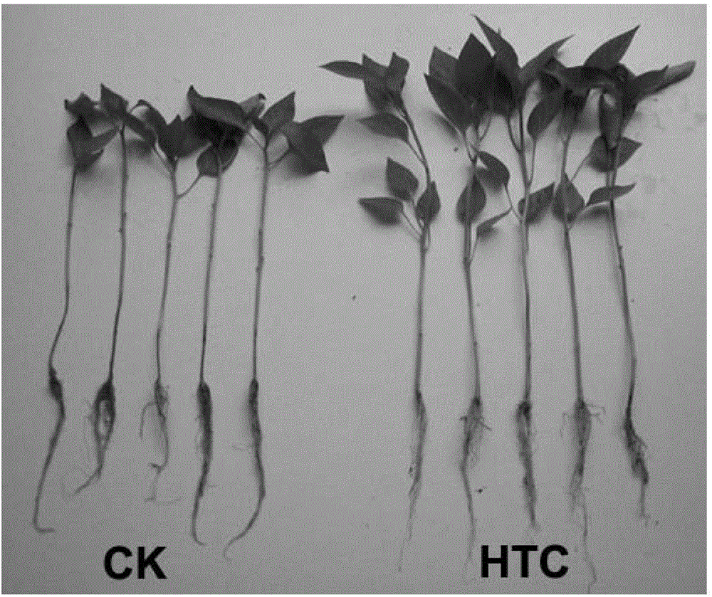 Biocontrol strain HTC for preventing pepper phytophthora blight and application thereof