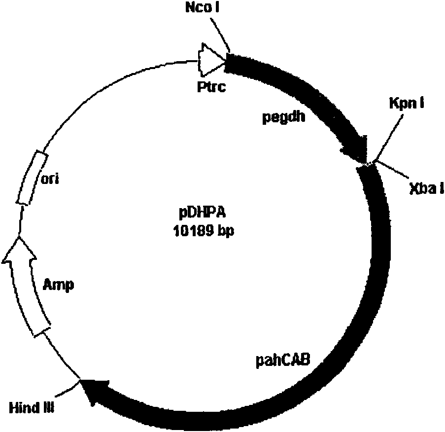 Method for preparing chiral medicinal intermediate R-3-hydroxy butyric acid ethyl ester by microbial fermentation