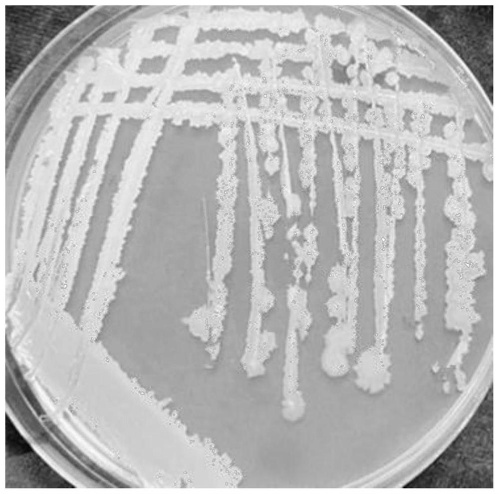 Bacillus atrophaeus and application of bacillus atrophaeus in prevention and control of Chinese wolfberry diseases