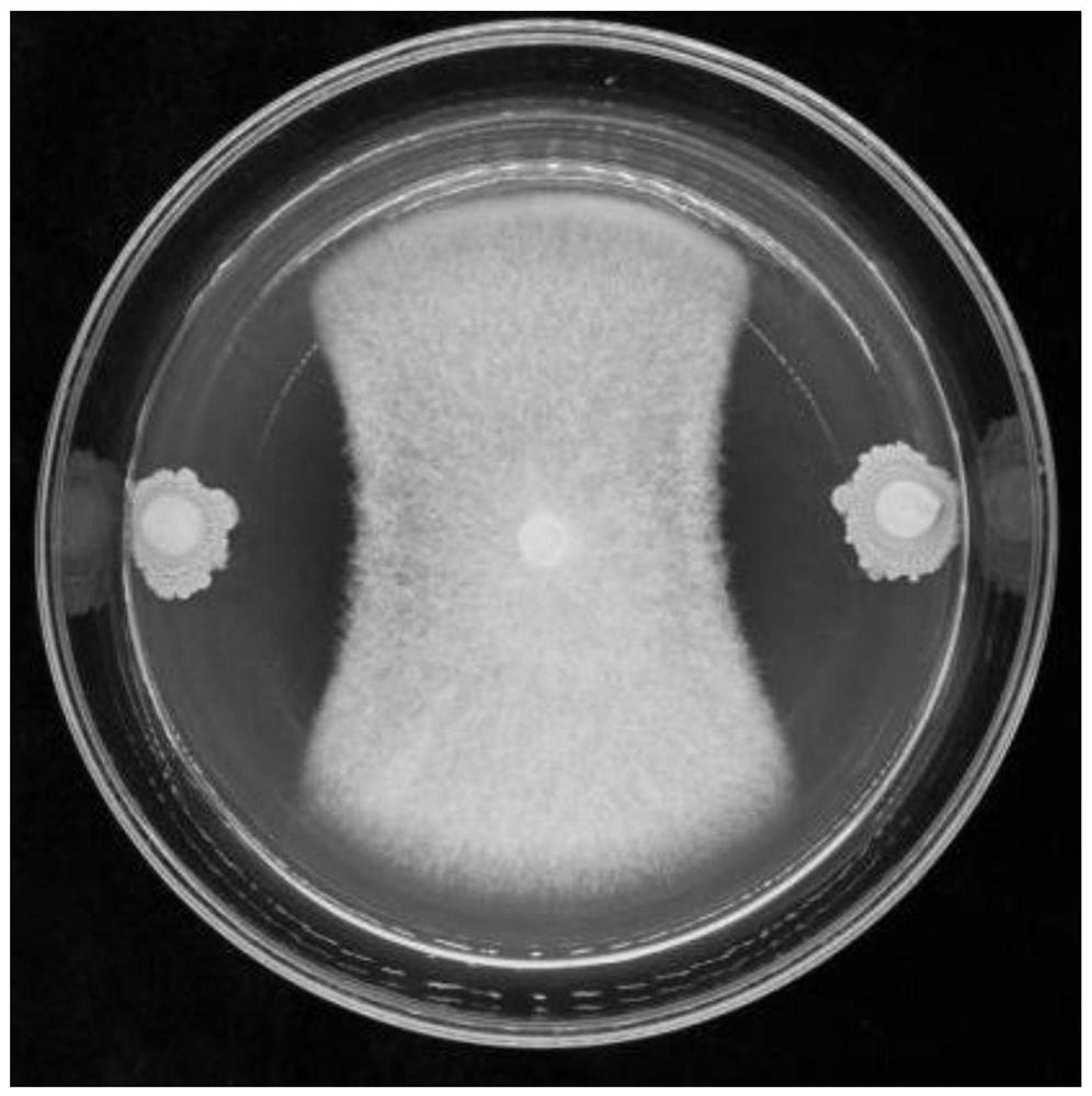 Bacillus atrophaeus and application of bacillus atrophaeus in prevention and control of Chinese wolfberry diseases