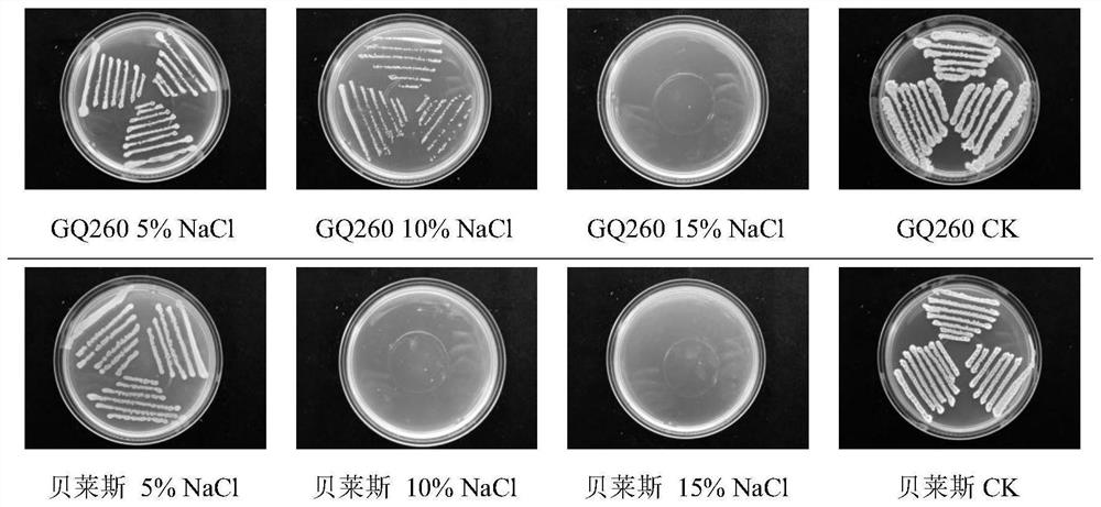 Bacillus atrophaeus and application of bacillus atrophaeus in prevention and control of Chinese wolfberry diseases