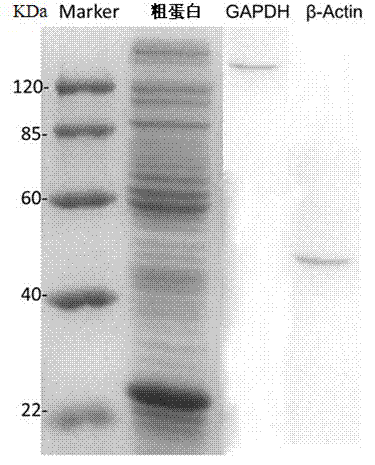 Method for extracting and detecting fish sperm membrane protein