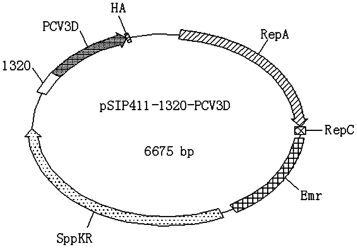 Preparation method of recombinant lactobacillus plantarum expressing porcine circovirus type-3 Cap gene