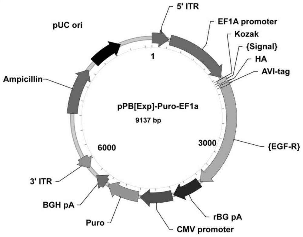 Screening method of single antigen specific transgenic hybridoma cells