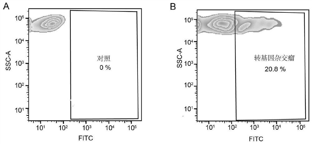 Screening method of single antigen specific transgenic hybridoma cells