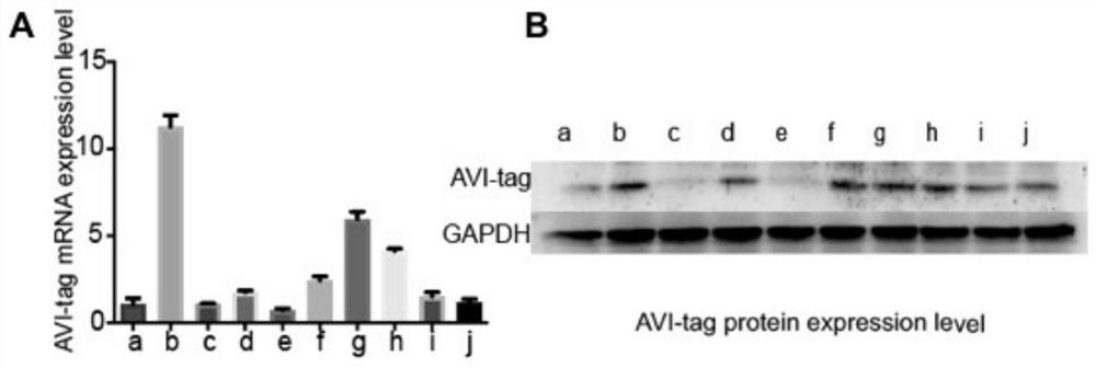 Screening method of single antigen specific transgenic hybridoma cells