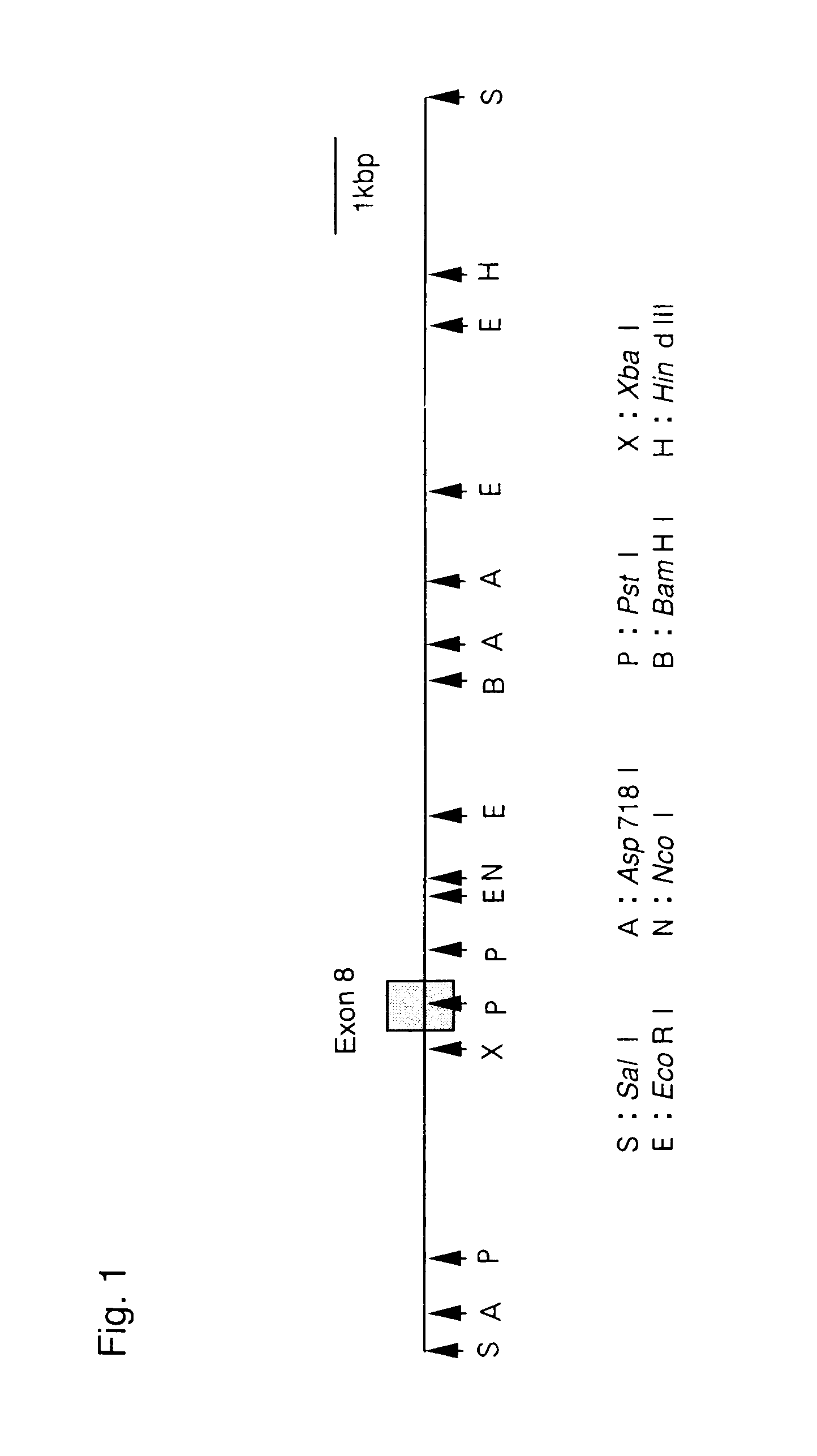 Knockin gene-mutated mouse comprising a mutant presenilin-1 gene