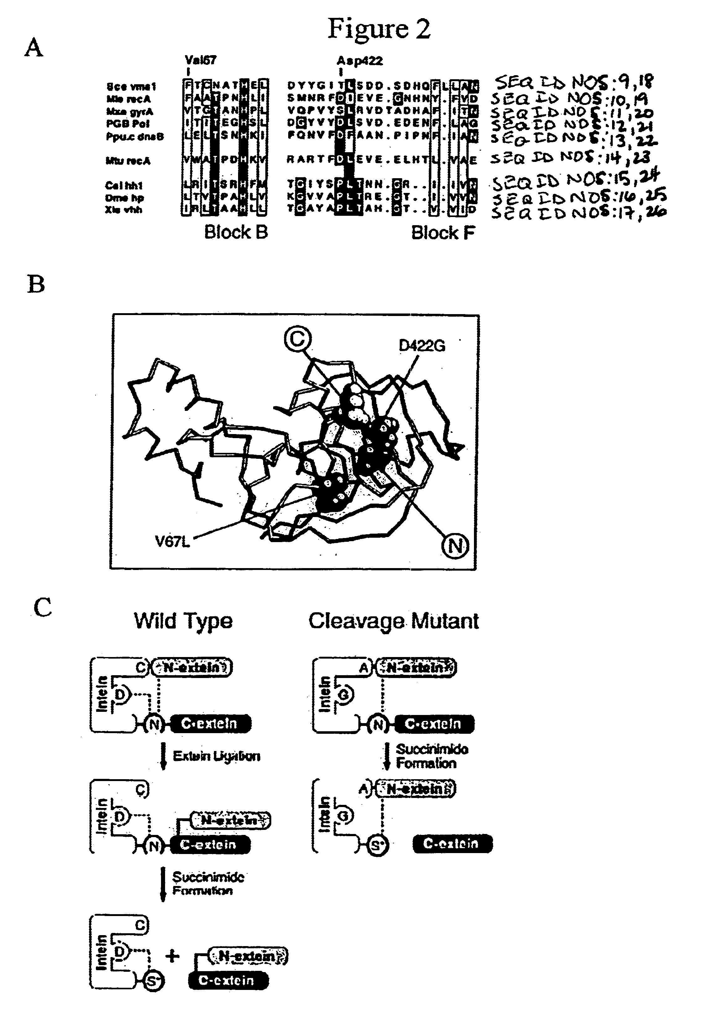 Genetic system and self-cleaving inteins derived therefrom, bioseparations and protein purification employing same, and methods for determining critical, generalizable amino acid residues for varying intein activity