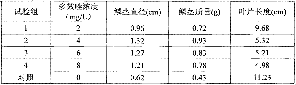 Method for enhancing tulip tissue culture seedling