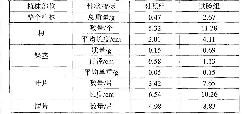 Method for enhancing tulip tissue culture seedling