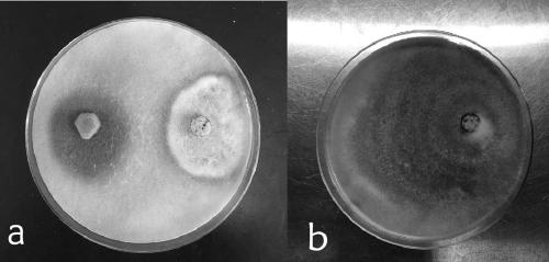 Microbial organic fertilizer for preventing and treating strawberry anthracnose and application thereof