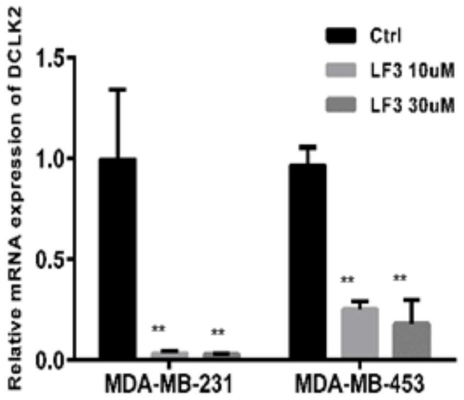 Application of substance LF3 in regulation and control of expression of DCLK2 protein