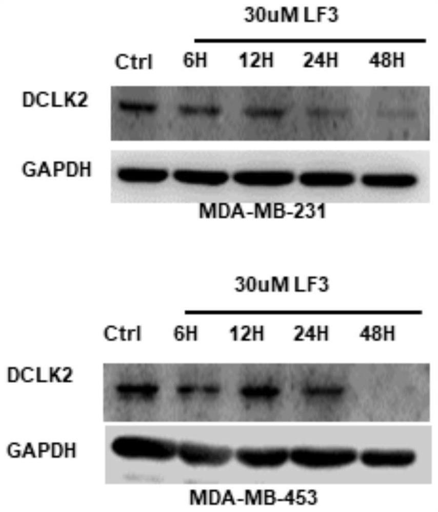 Application of substance LF3 in regulation and control of expression of DCLK2 protein