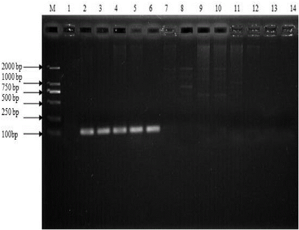 Salmonella nucleic acid rapid detection kit, test strip and detection method