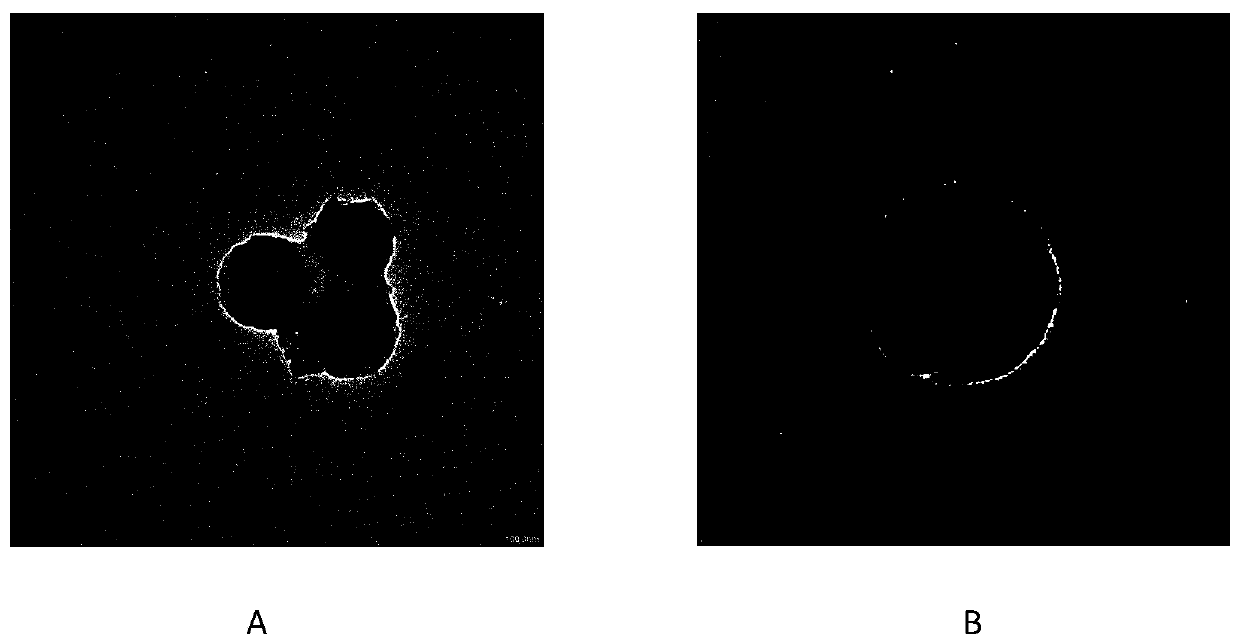 MicroRNA delivery nanocarrier based on zeolitic imidazolate framework and preparation method thereof