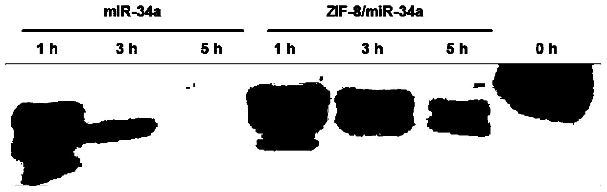 MicroRNA delivery nanocarrier based on zeolitic imidazolate framework and preparation method thereof