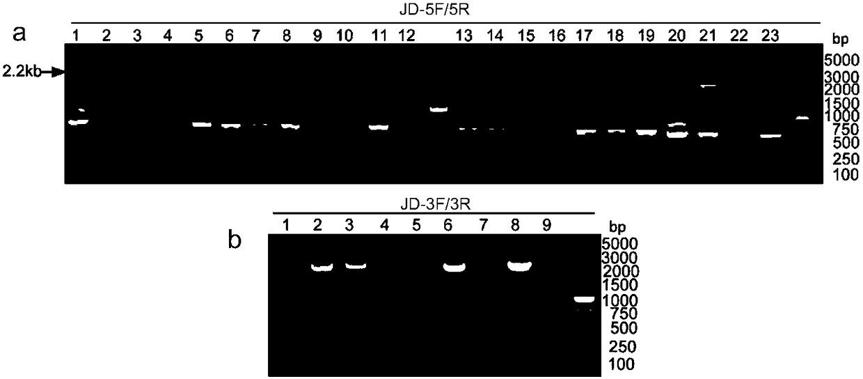 A vector and recombinant cells for goat blg knockout based on talen-mediated gene targeting