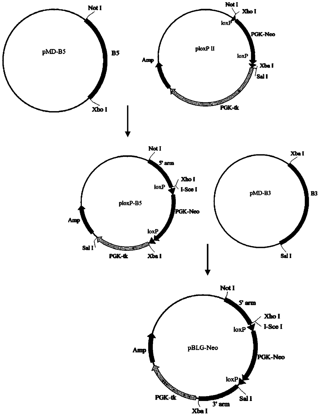 A vector and recombinant cells for goat blg knockout based on talen-mediated gene targeting