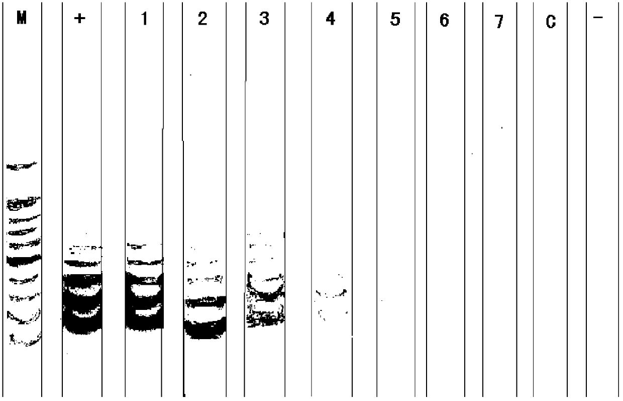 Vibrio parahemolyticus detection kit and detection method thereof