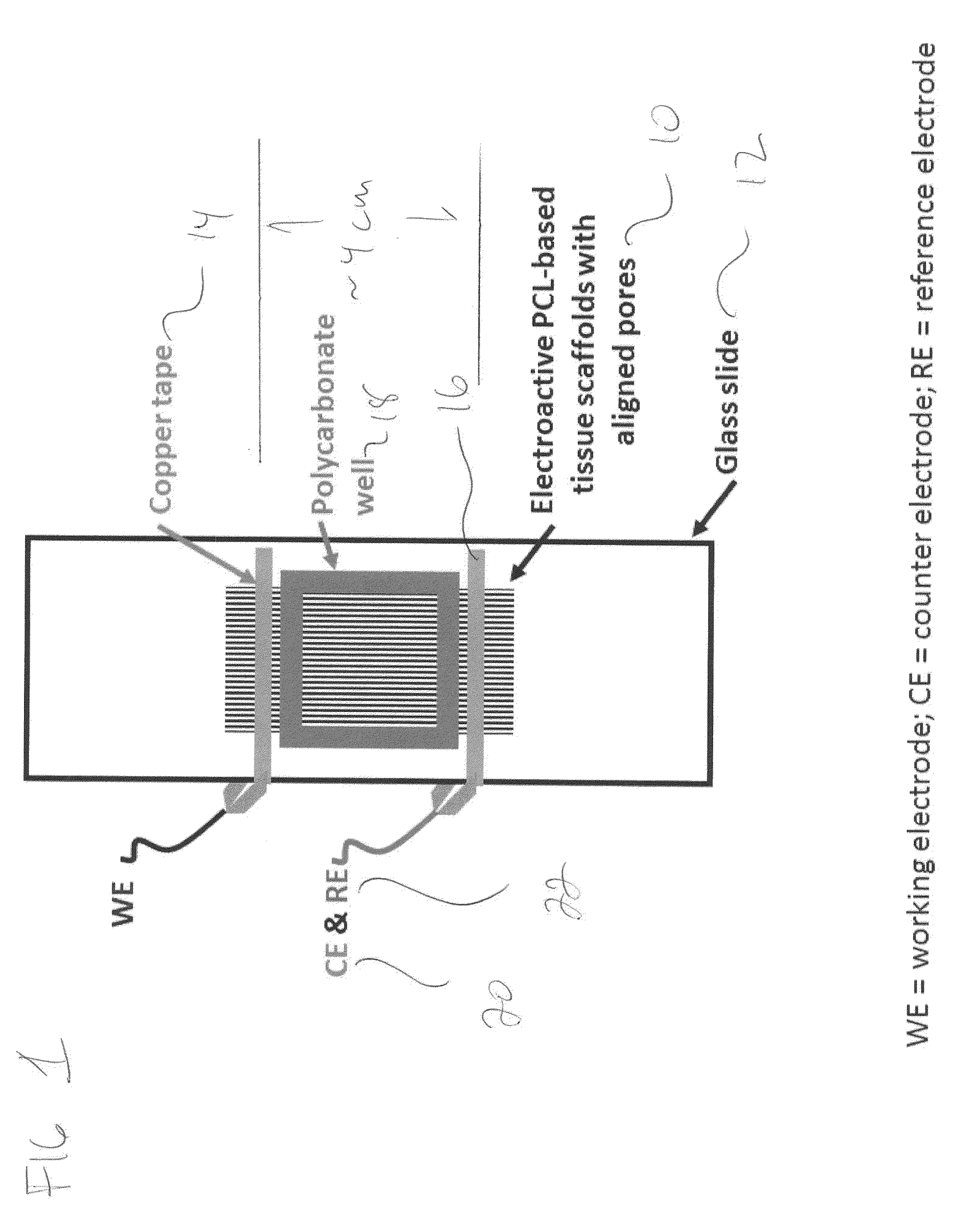Electroactive polymeric scaffolds and method for delivering nerve growth factor to nerve tissue