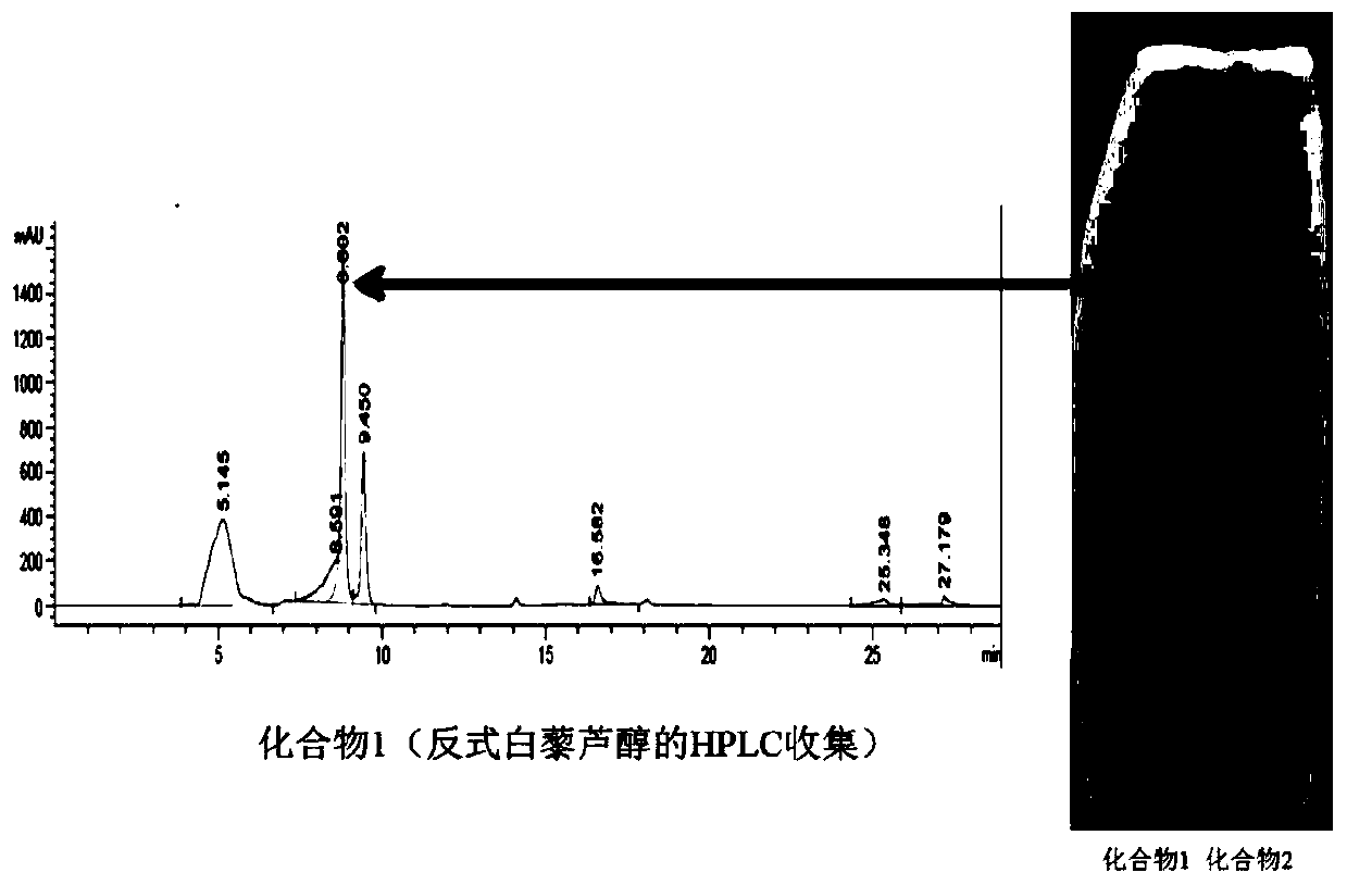 Application of resveratrol and combination of resveratrol and ketoconazole in preparation of medicaments for resisting fungal infection diseases