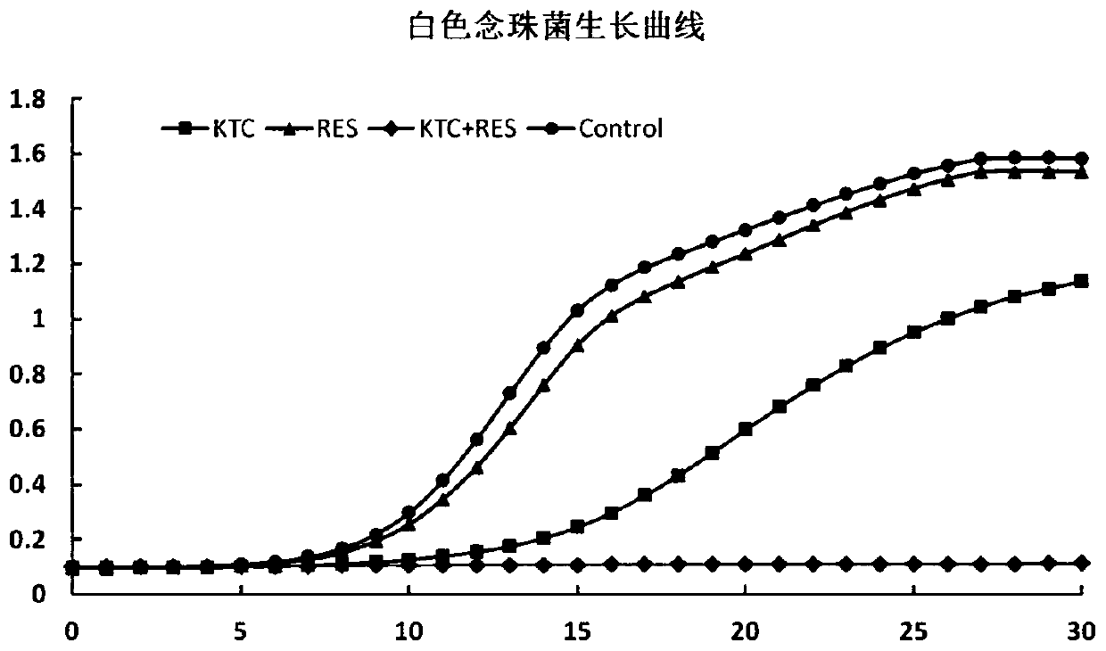 Application of resveratrol and combination of resveratrol and ketoconazole in preparation of medicaments for resisting fungal infection diseases