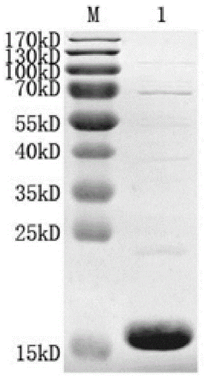 Bactrian camel-derived ApoE nano antibody as well as coding sequence and application thereof