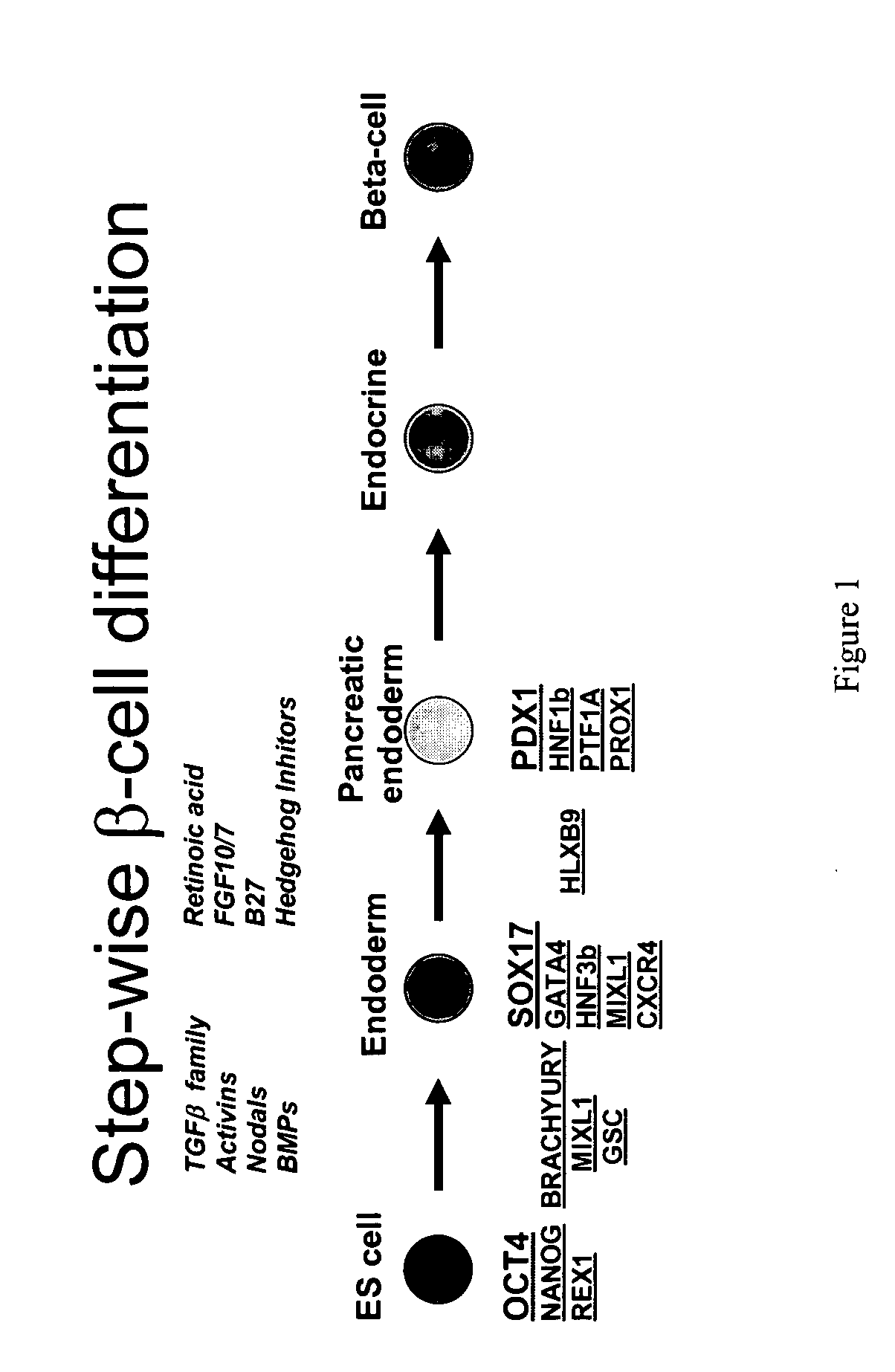 Methods for identifying factors for differentiating definitive endoderm