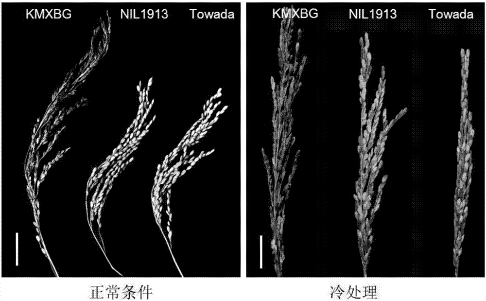 Rice booting stage cold tolerance related protein CTB4a, coding gene and application thereof
