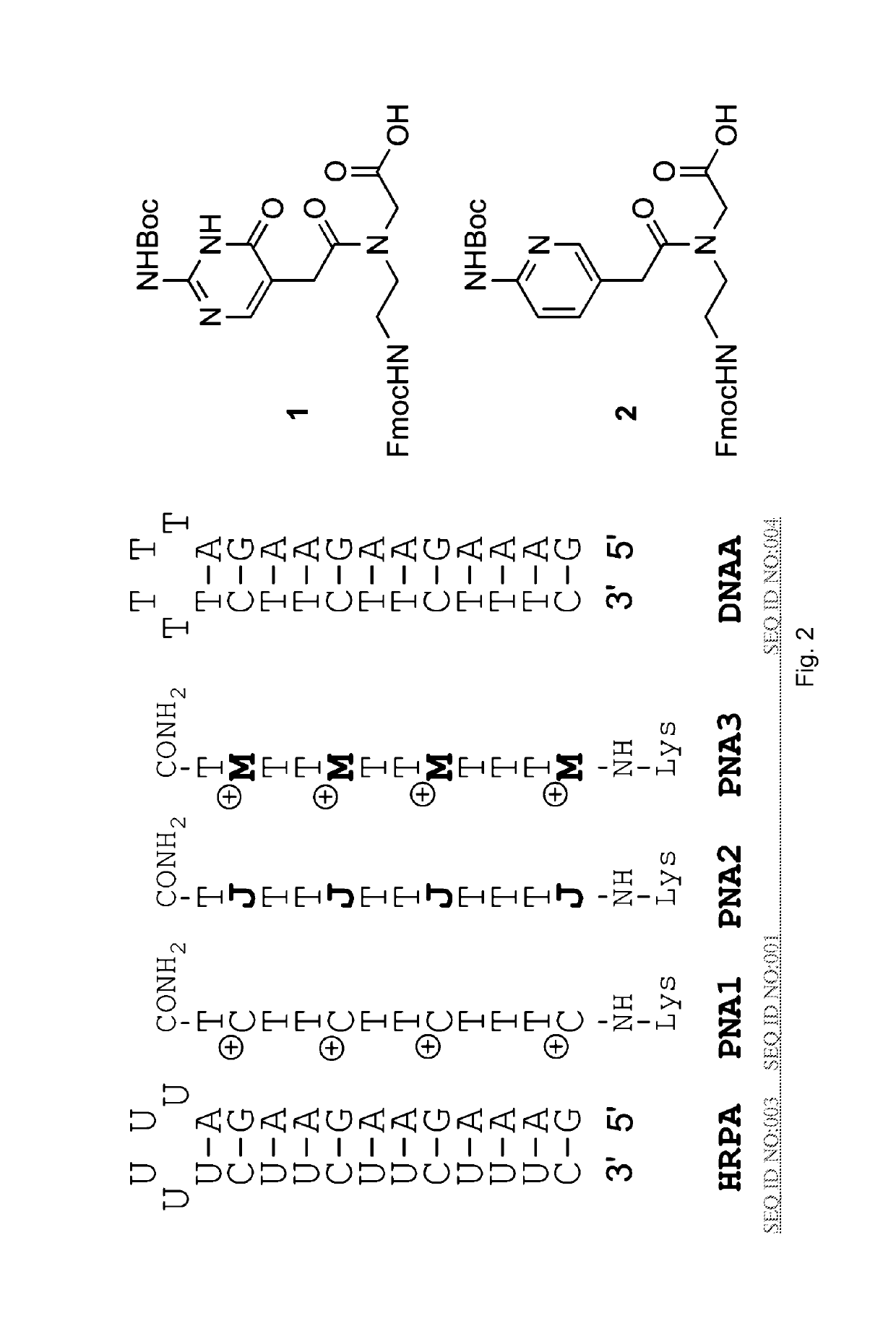 Compositions and methods for recognition of RNA using triple helical peptide nucleic acids