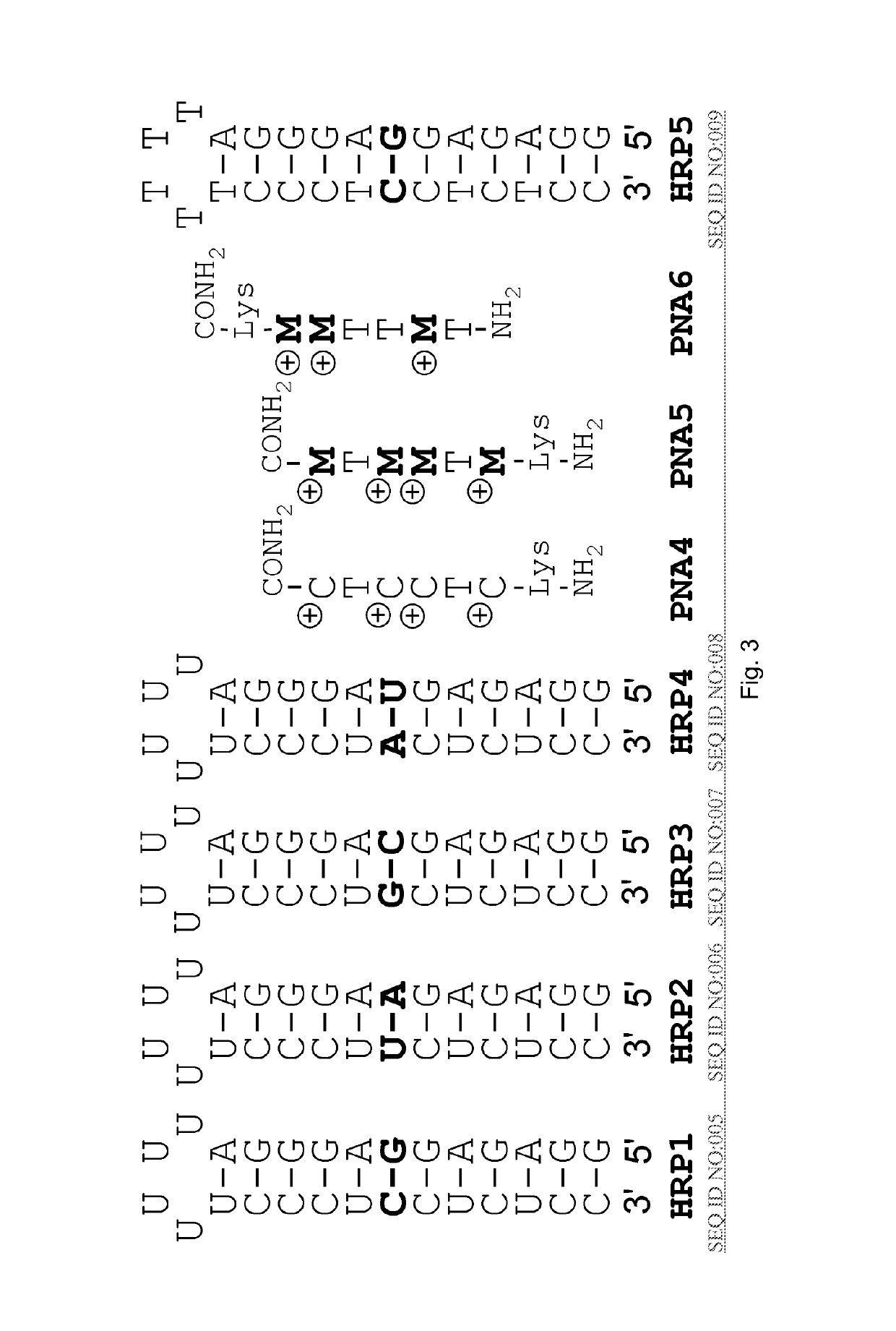 Compositions and methods for recognition of RNA using triple helical peptide nucleic acids