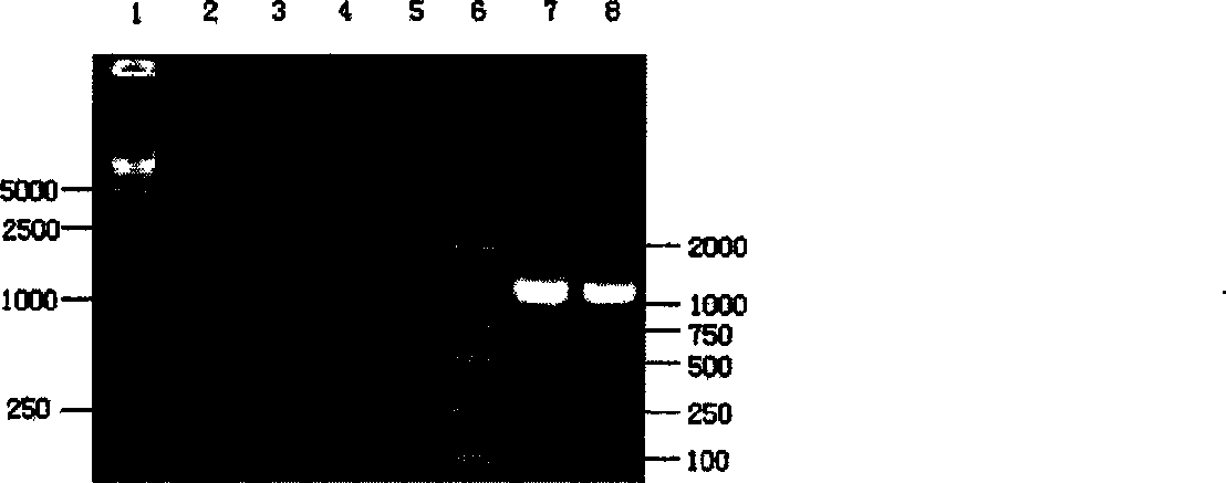 Recombinant lactobacillus casei for expressing infectivity pancreatic necrosis virus VP2 protein and production method thereof