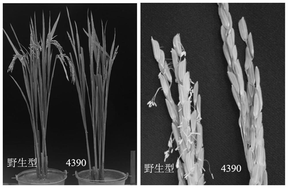 Molecular marker related to Oryza sativa L. fertility and floral organ number, and application of molecular marker