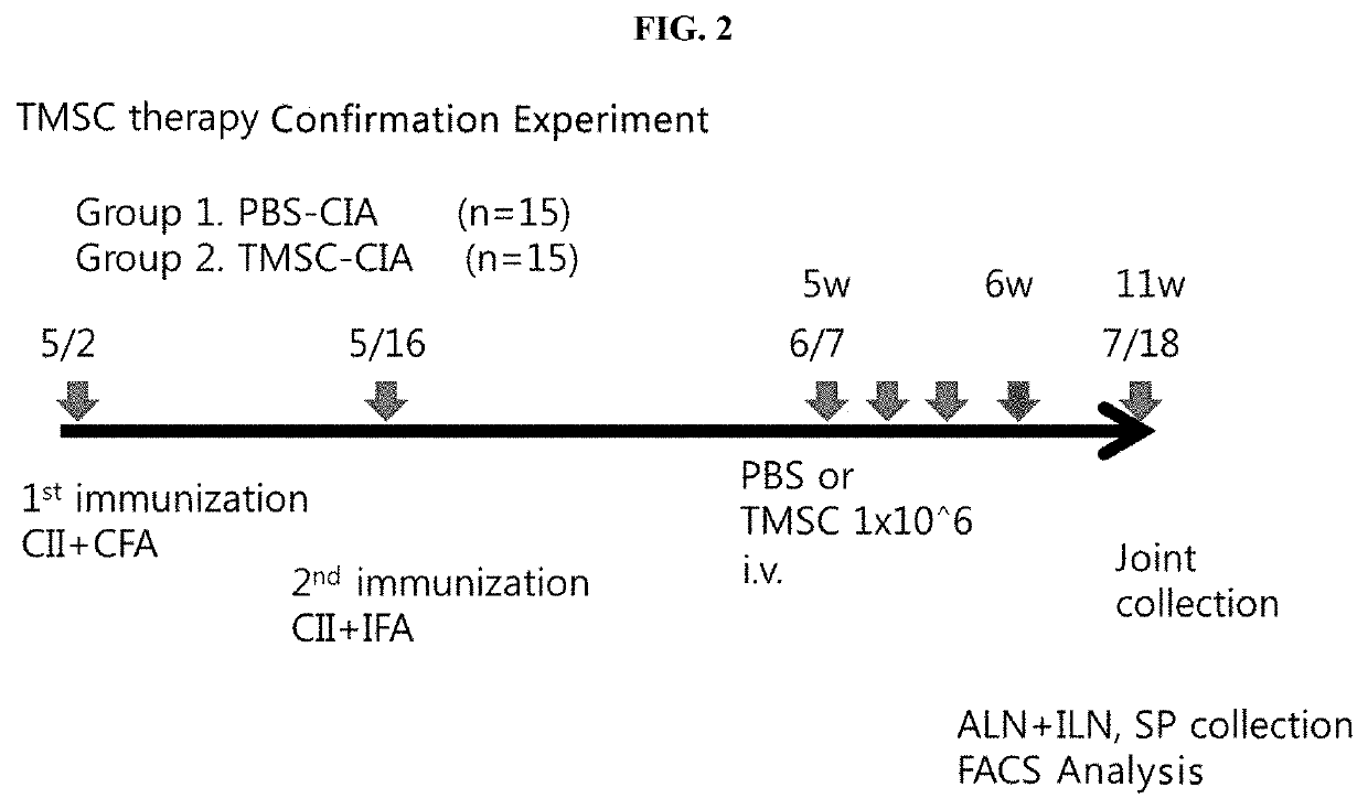 Pharmaceutical composition for preventing or treating rheumatoid arthritis comprising nasal inferior turbinate-derived mesenchymal stem cells as an active ingredient