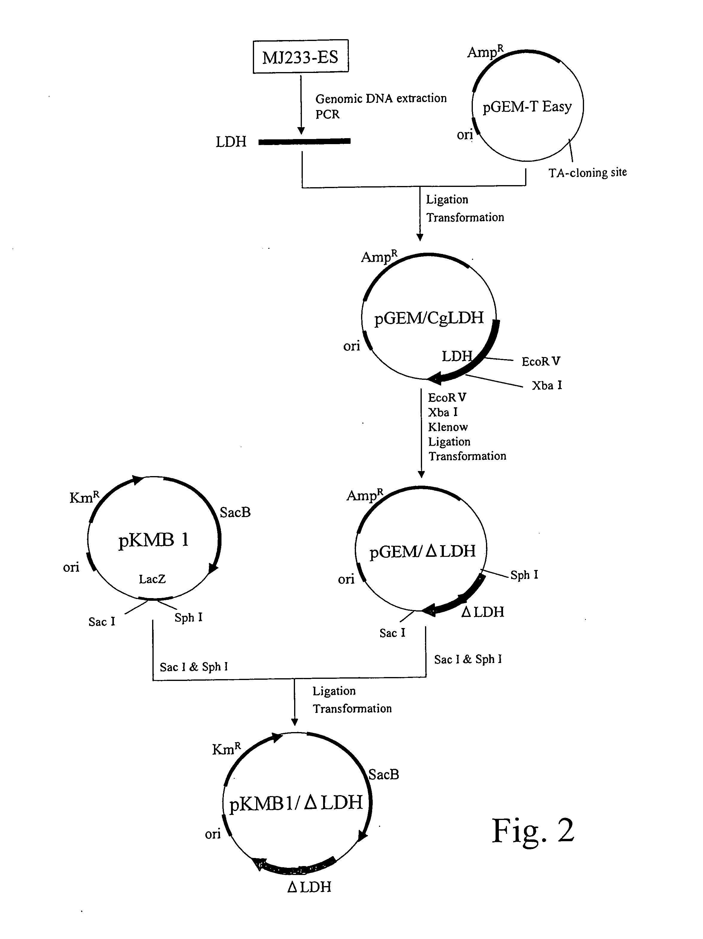 Method for producing organic acid ammonium solution