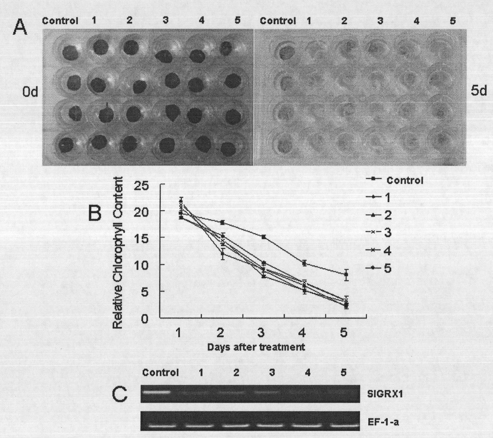 Tomato glutaredoxin gene SlRX1 as well as cloning method and application thereof